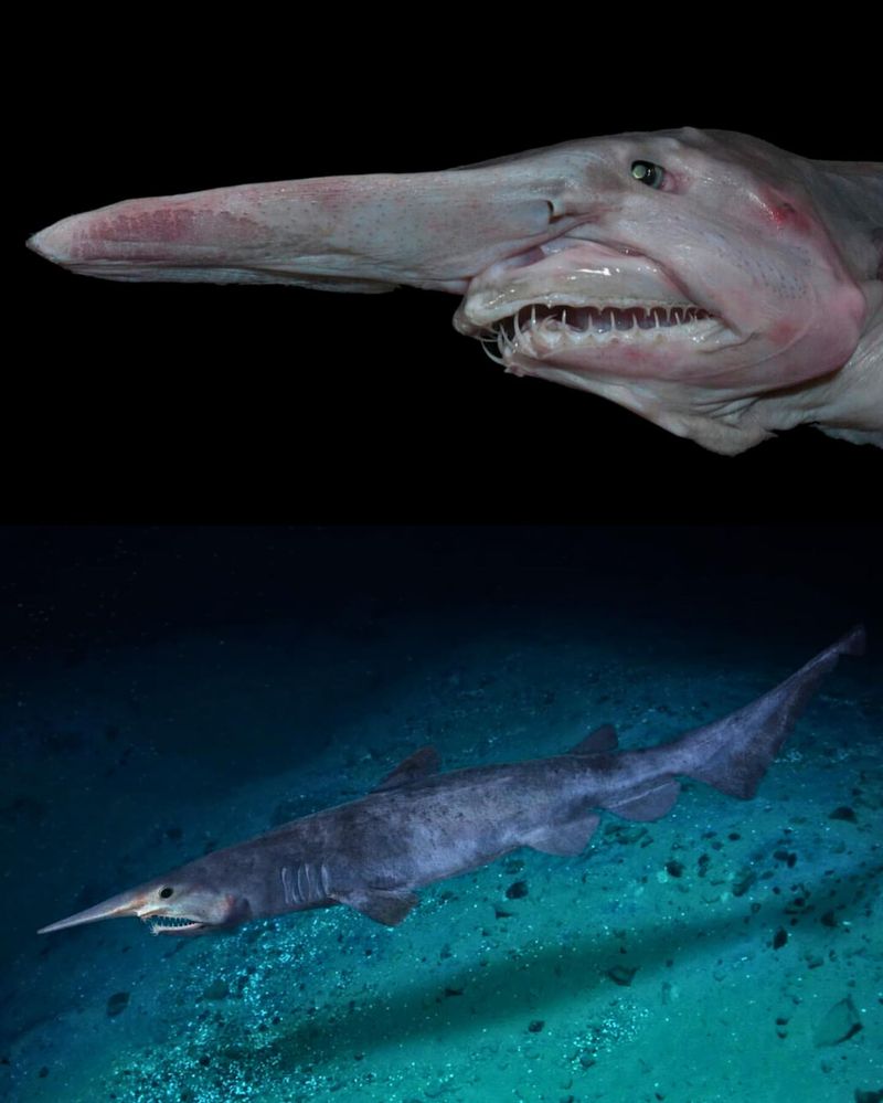 Goblin Shark