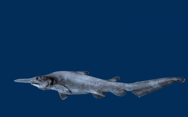 Goblin Shark