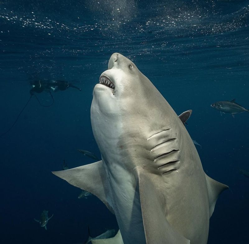 Bull Shark