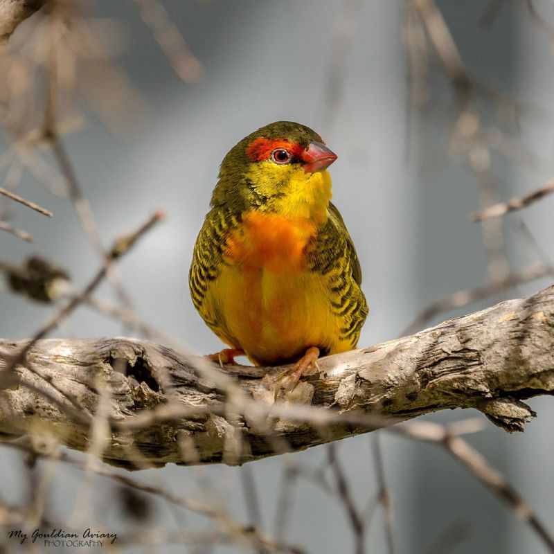 Gold-Breasted Waxbill