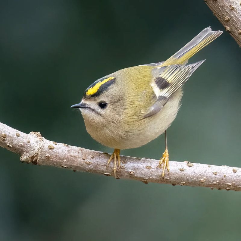 Goldcrest