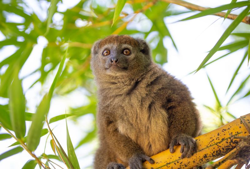 Golden Bamboo Lemur