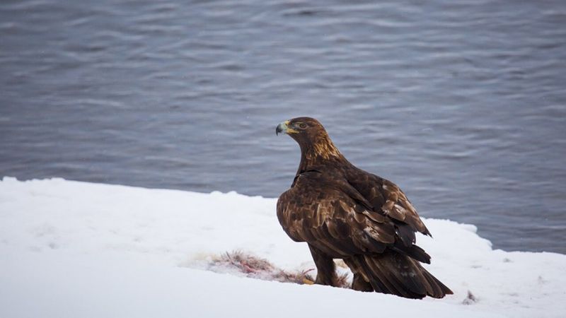 Golden Eagle in Montana