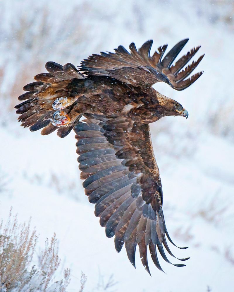 Golden Eagle