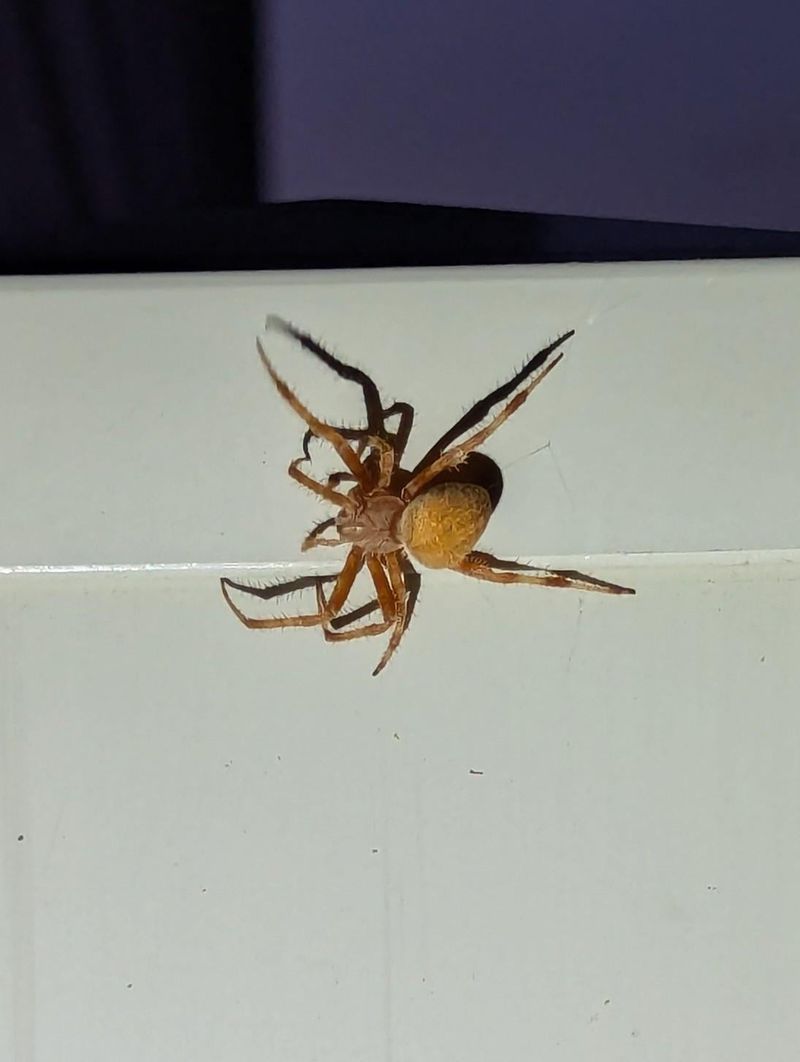 Golden Orb-Weaver in Nebraska