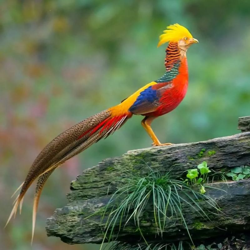 Golden Pheasant