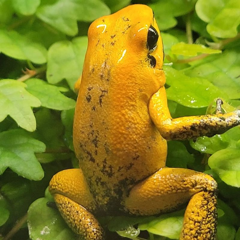 Golden Poison Dart Frog