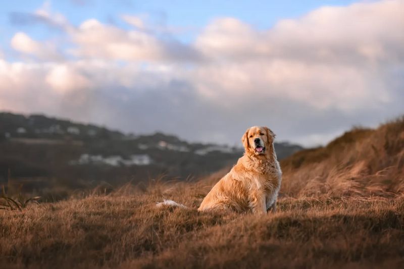 Golden Retriever