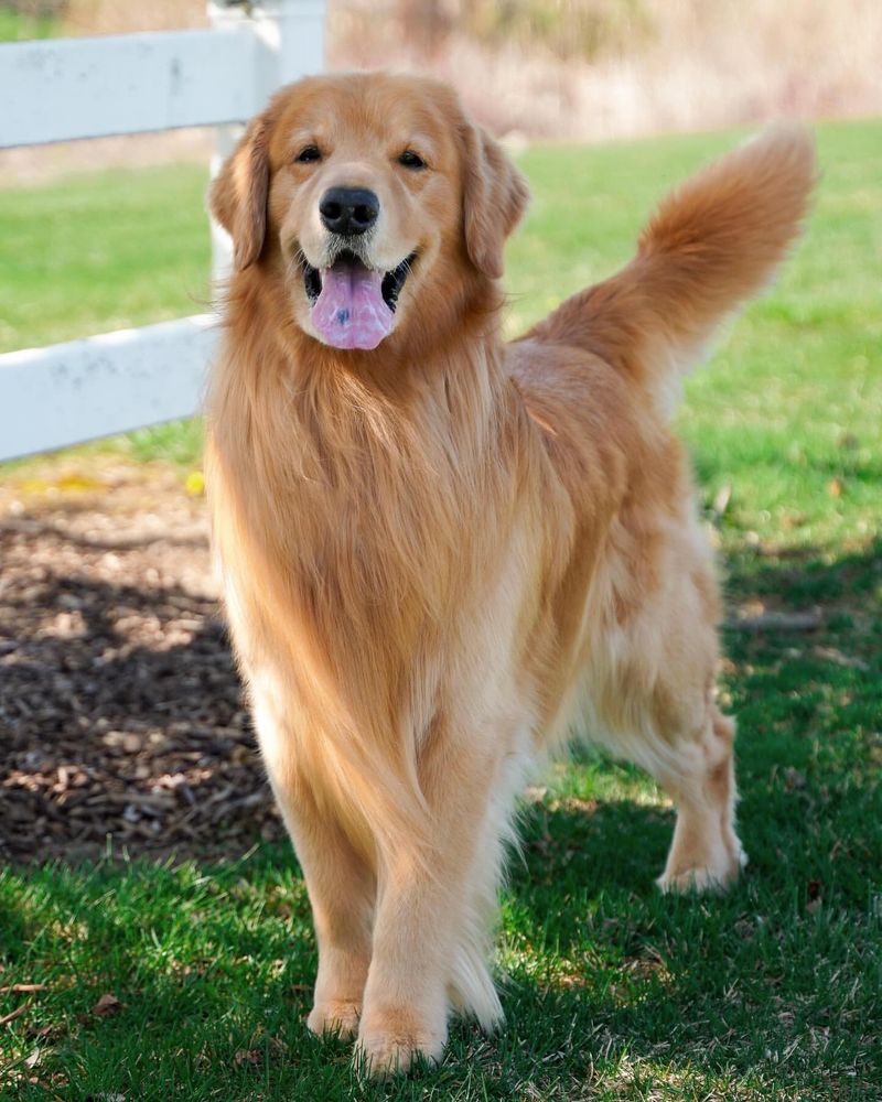 Golden Retriever