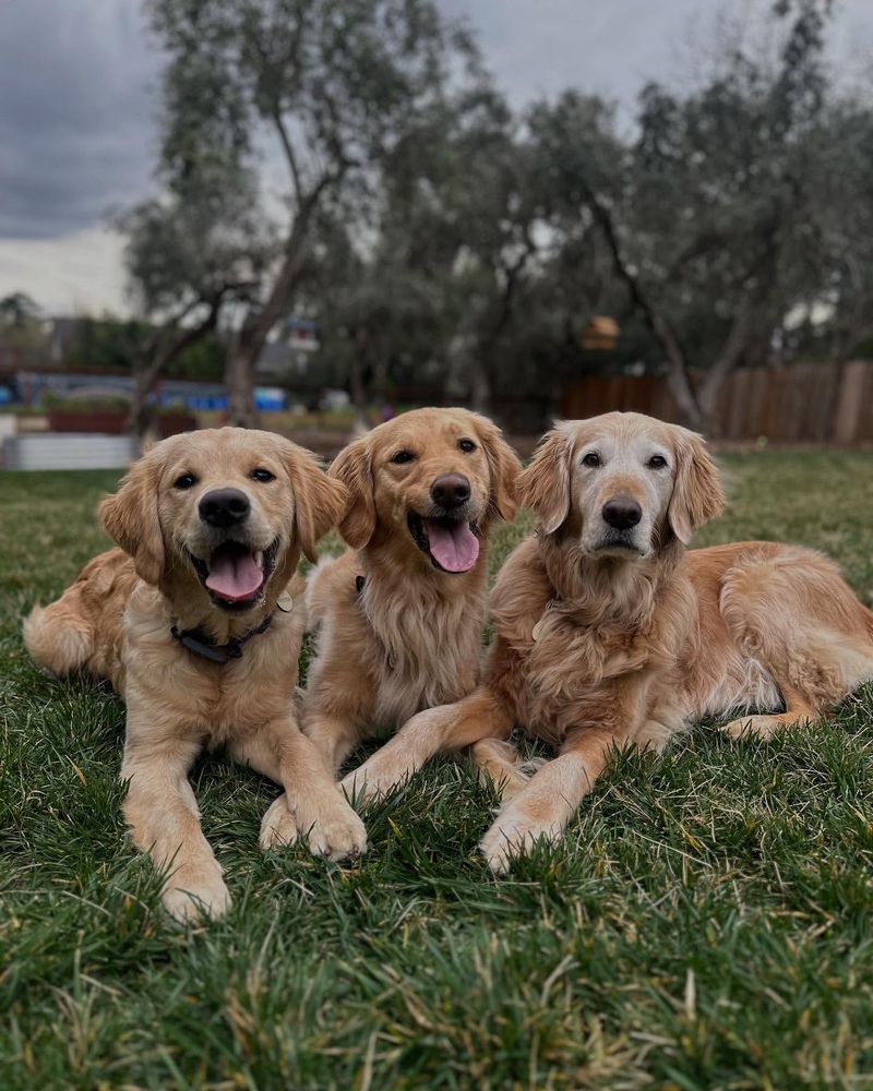 Golden Retriever