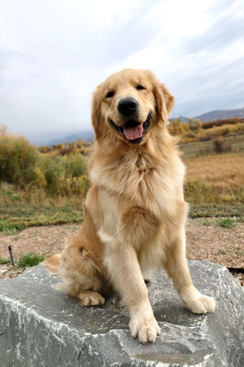 Golden Retriever