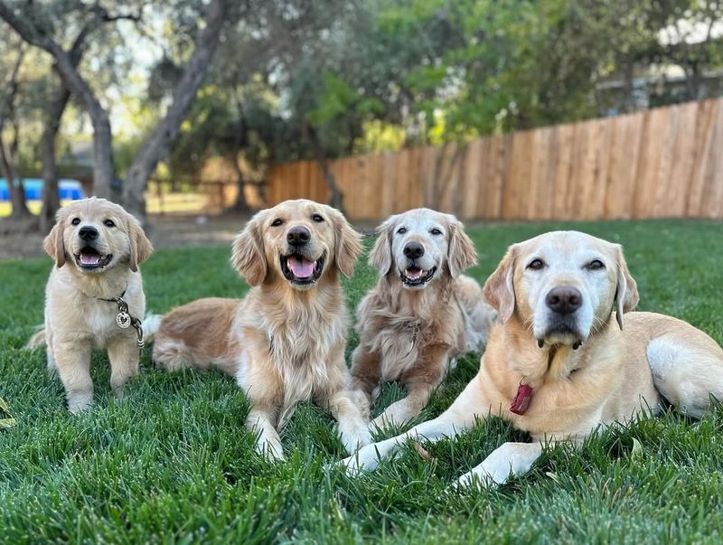 Golden Retriever