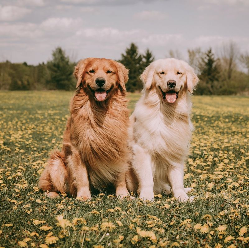 Golden Retriever