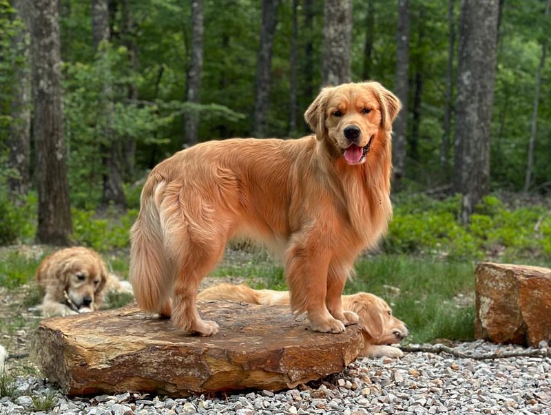 Golden Retriever