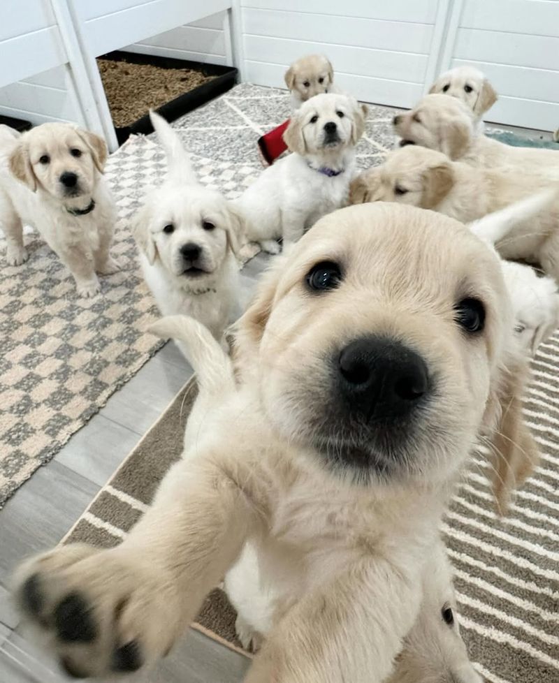 Golden Retriever Puppy