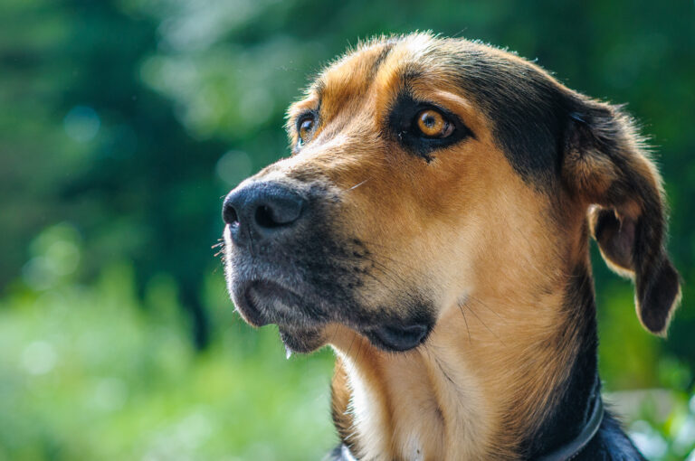 Golden Shepherd 12 Fun Facts About This Intelligent And Loyal Breed