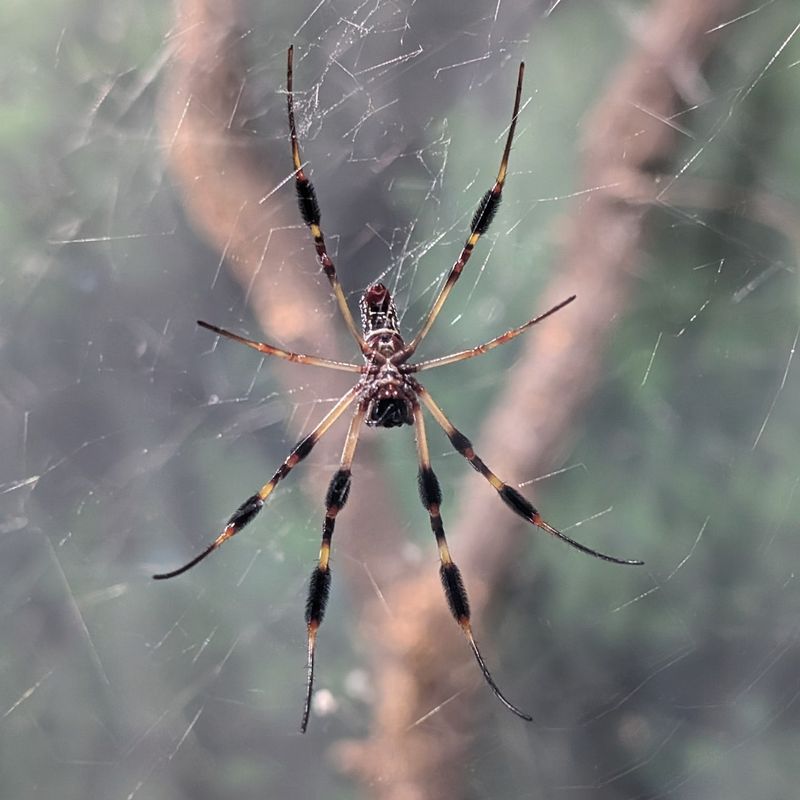 Golden Silk Orb-Weaver in California