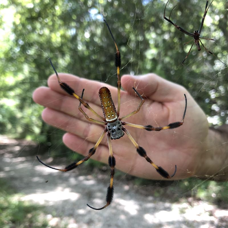 Golden Silk Orb-Weaver