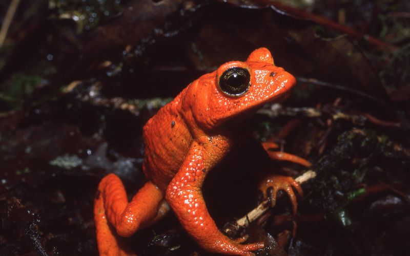 Golden Toad