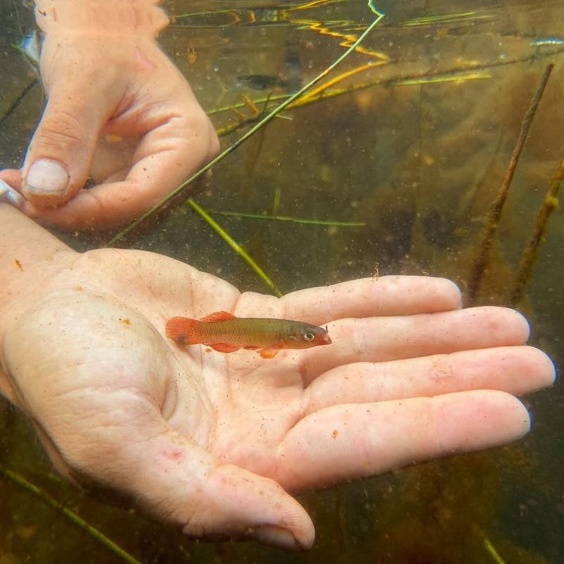 Golden Topminnow