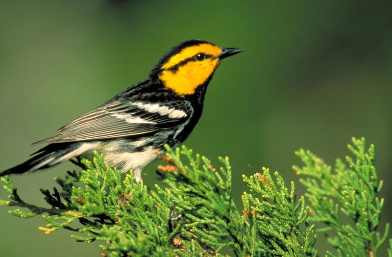 Golden-cheeked Warbler