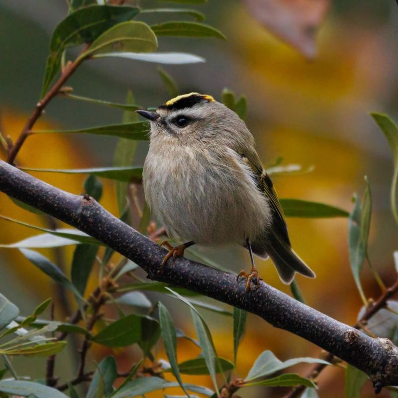 Golden-crowned Kinglet