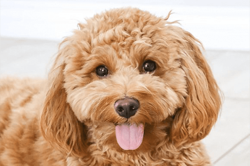 Goldendoodle