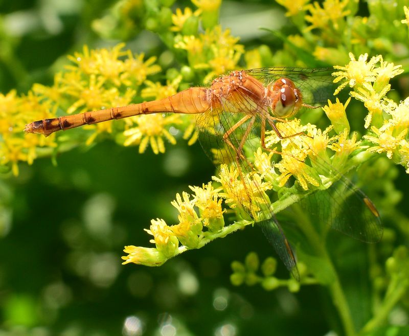 Goldenrod