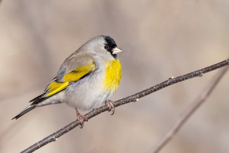 Goldfinch