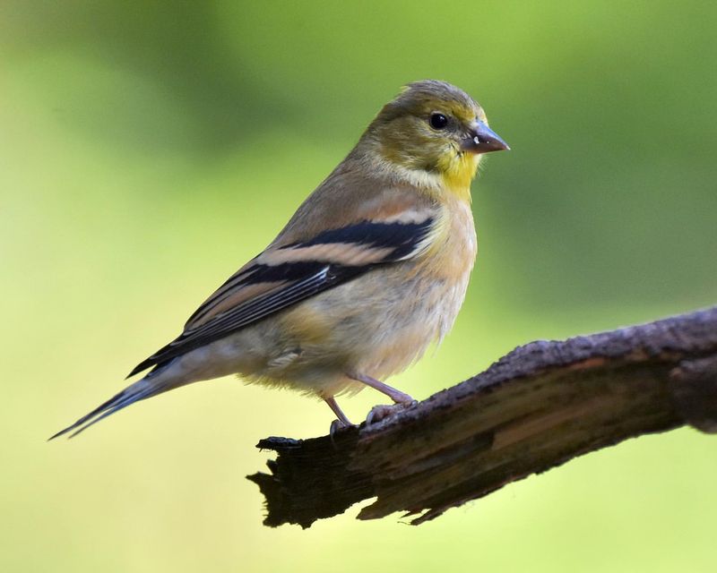 Goldfinch