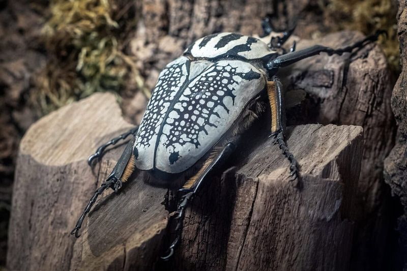 Goliath Beetle