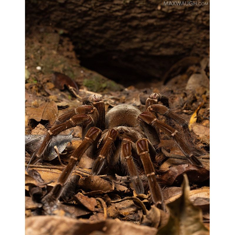 Goliath Bird-eating Tarantula