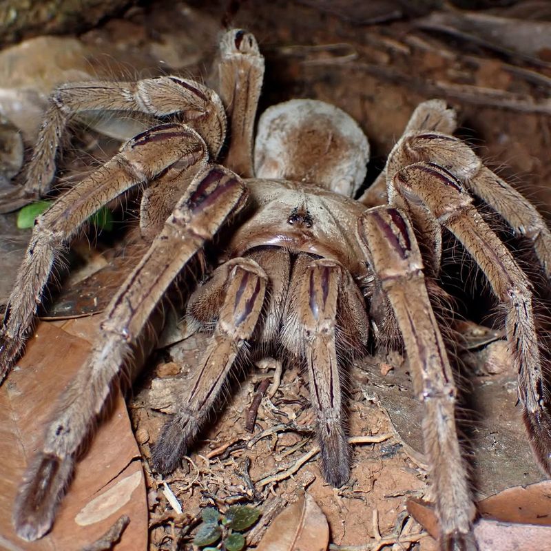 Goliath Birdeater