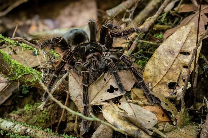 Goliath Birdeater