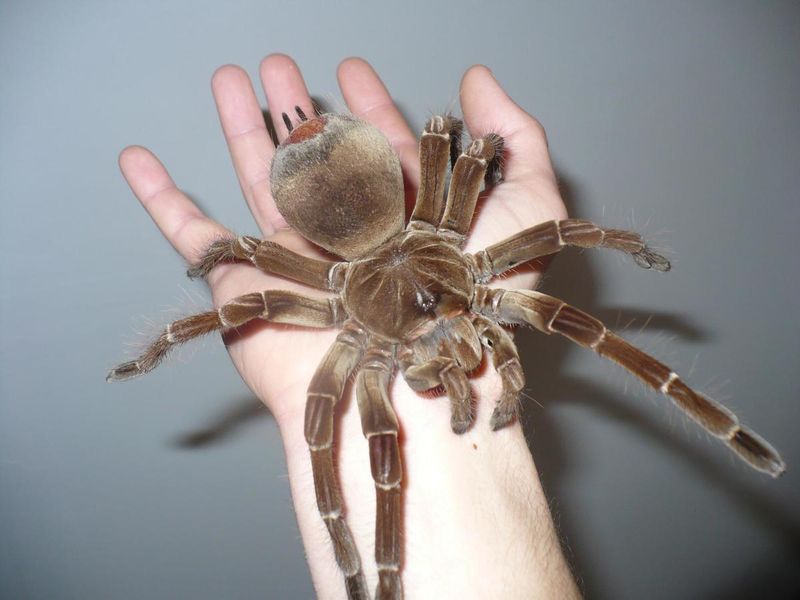 Goliath Birdeater