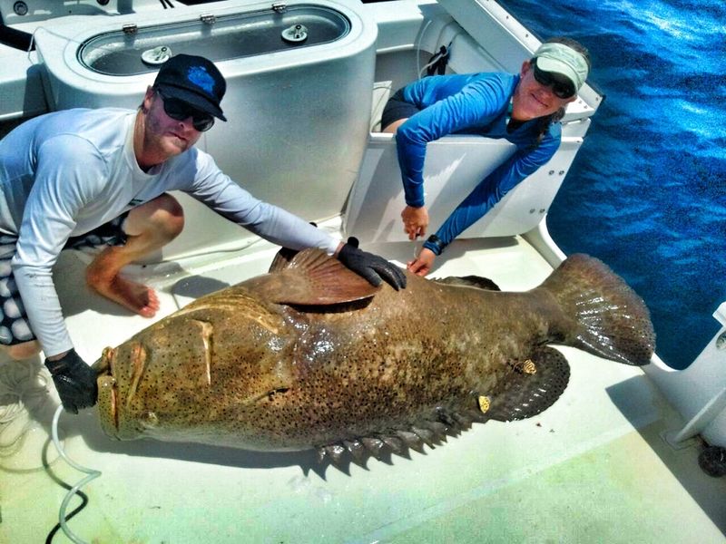 Goliath Grouper Glory