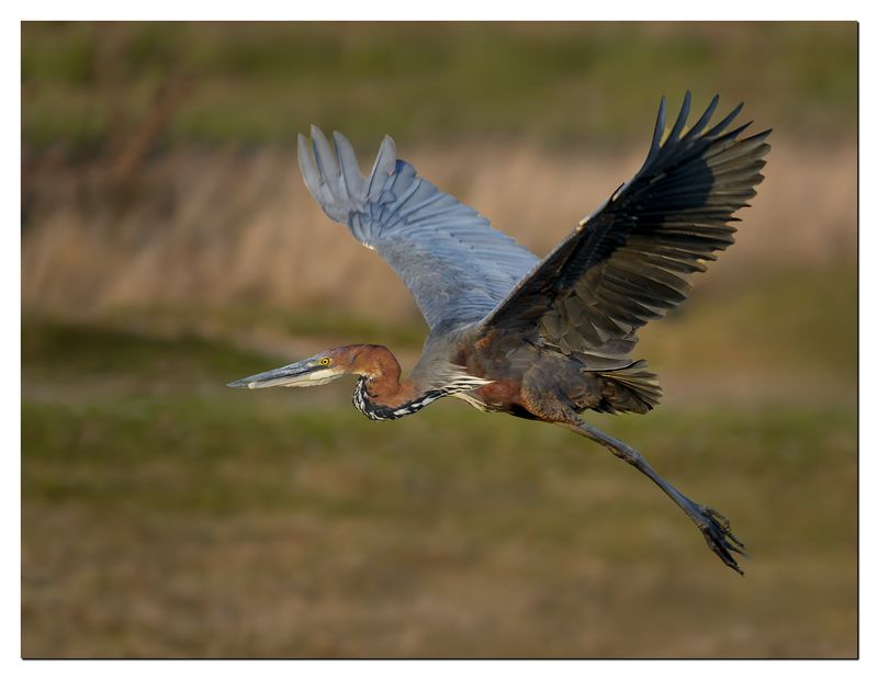 Goliath Heron