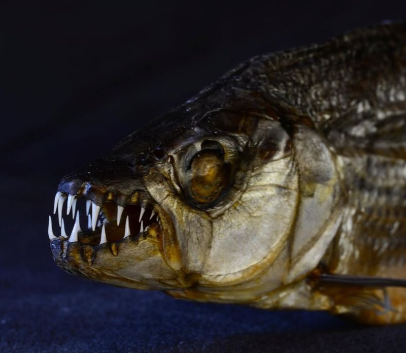 Goliath Tigerfish