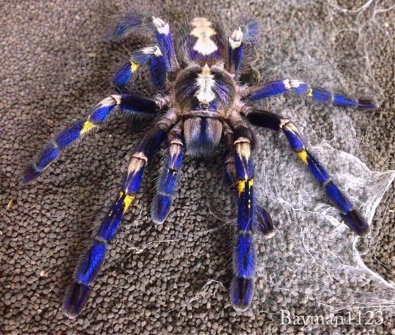 Gooty Sapphire Tarantula