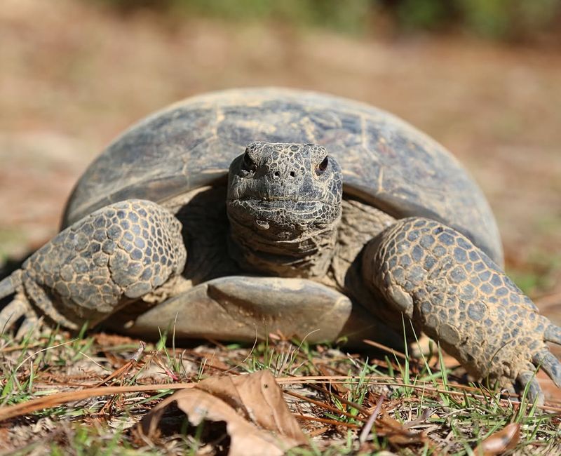 Gopher Tortoise - Alabama