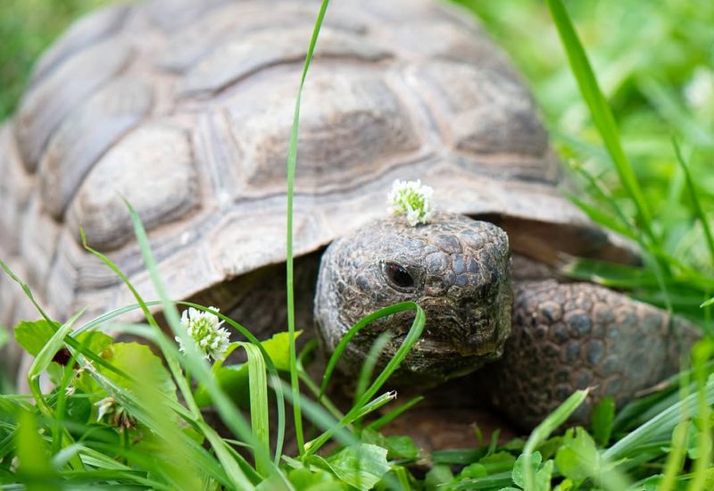 Gopher Tortoise (Georgia)