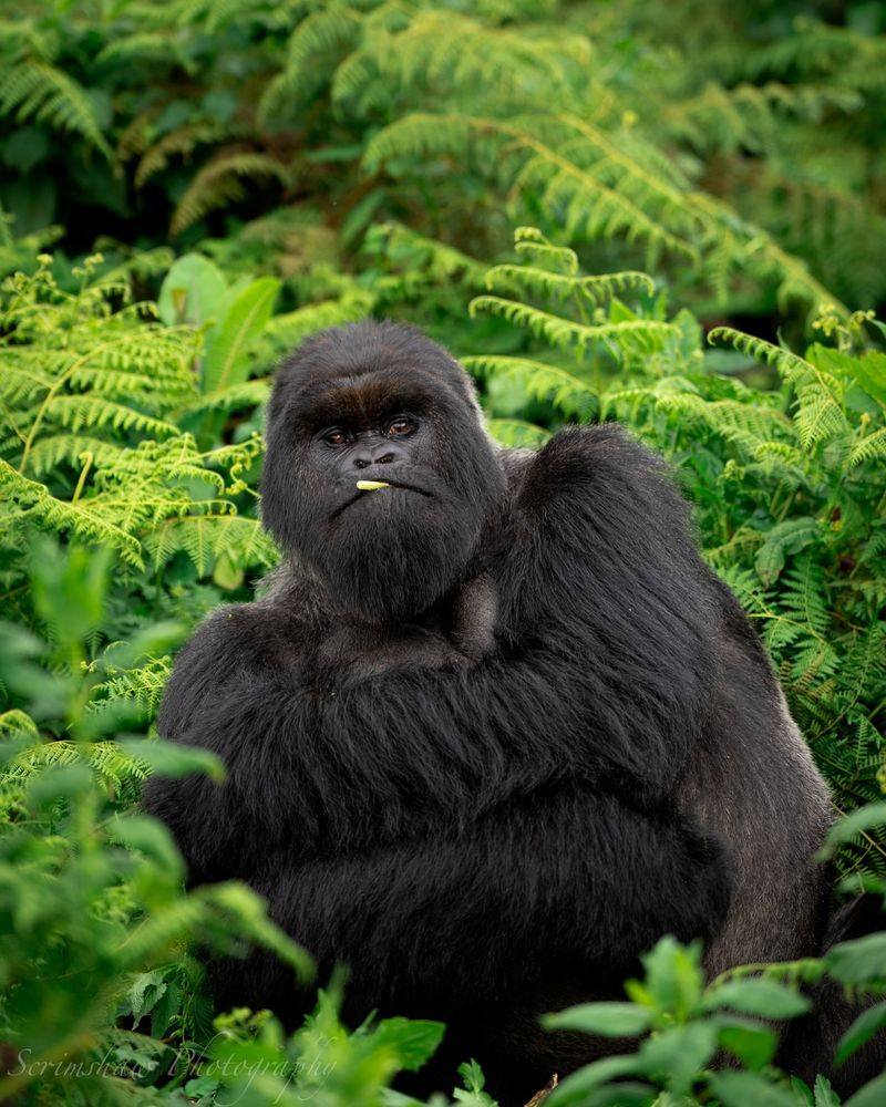 Gorilla