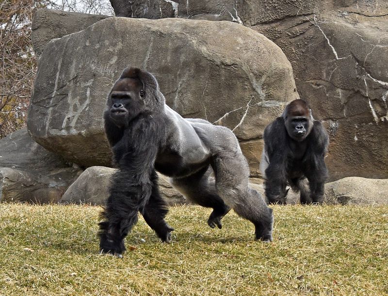 Gorillas Are Strong But Calm