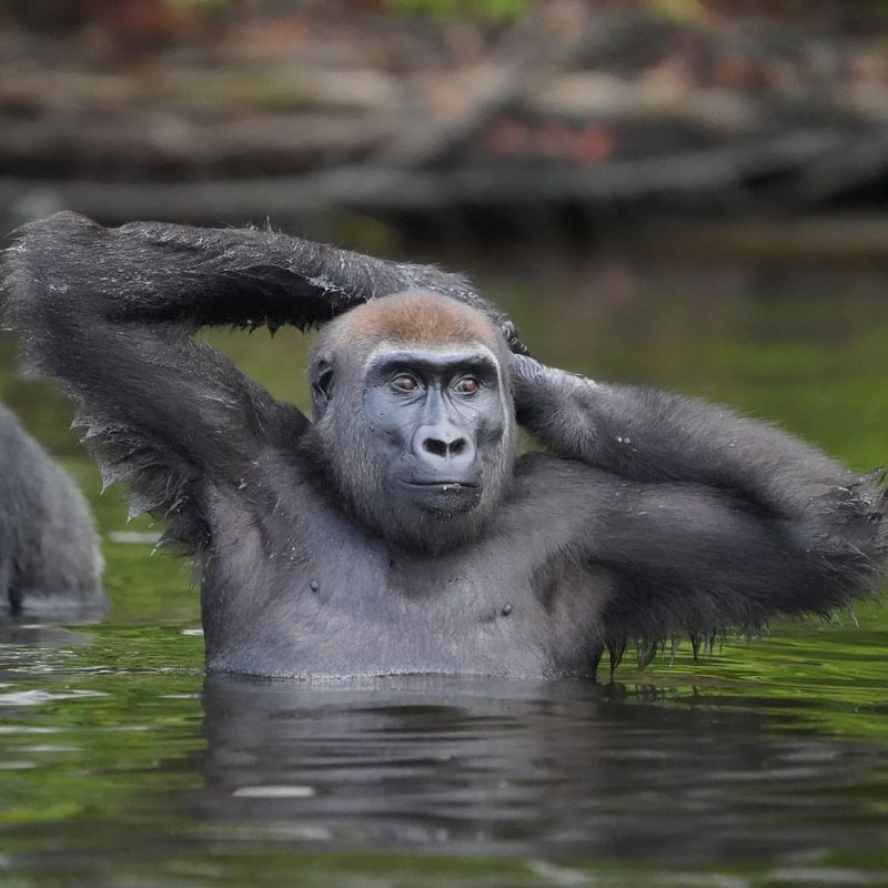 Gorillas Don’t Need to Drink Much Water