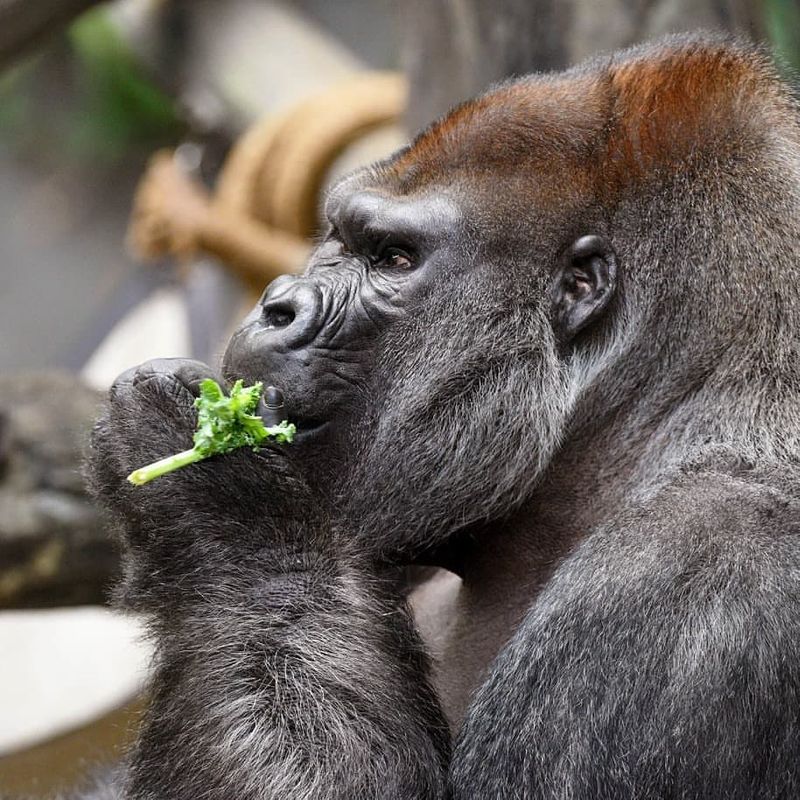 Gorillas Hum While They Eat