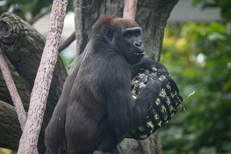 Gorillas Use Tools Like Humans