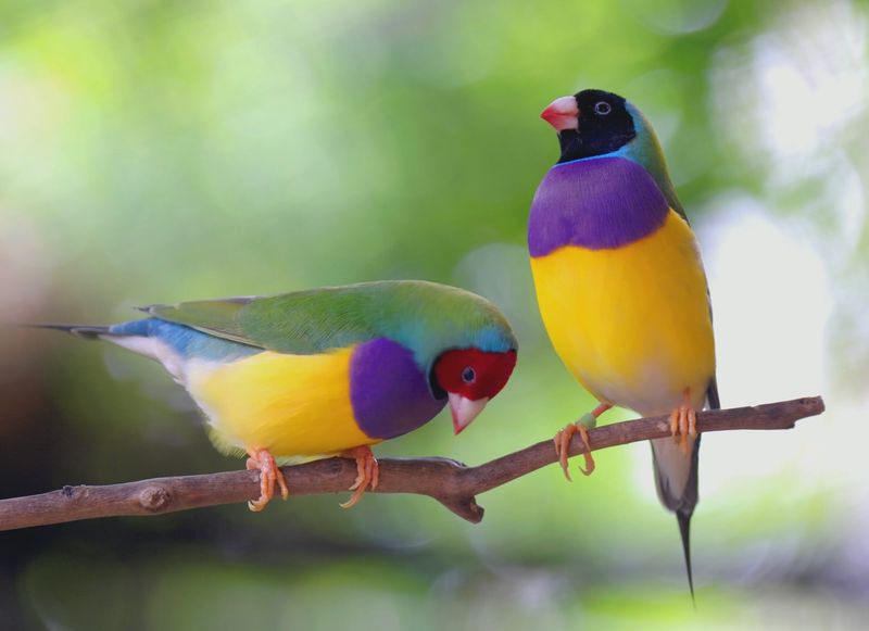 Gouldian Finch