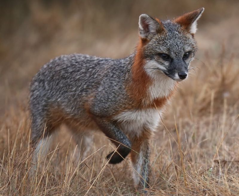 Gray Fox