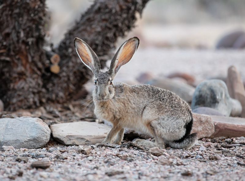 Black-Tailed Jackrabbit