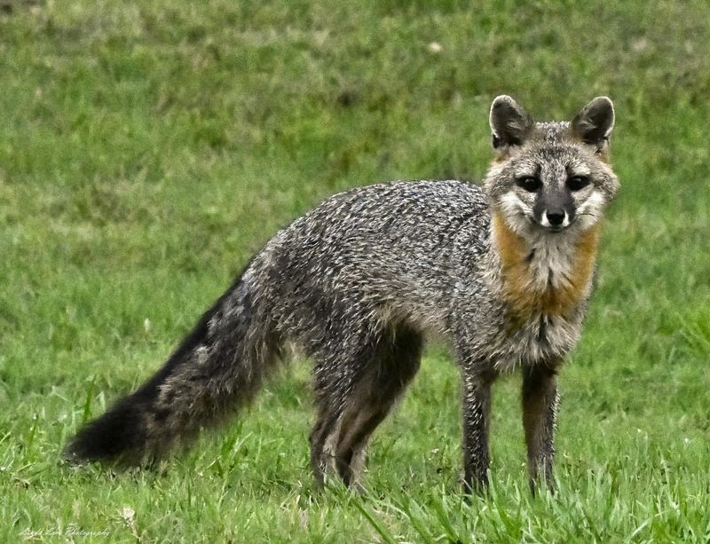 Gray Fox